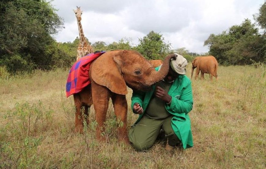 Nairobi Half-Day Tour in a Museum, Elephant Orphanage and Giraffe Center