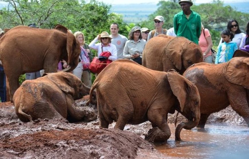 Baby Elephant Orphanage and Bead Factory Tour