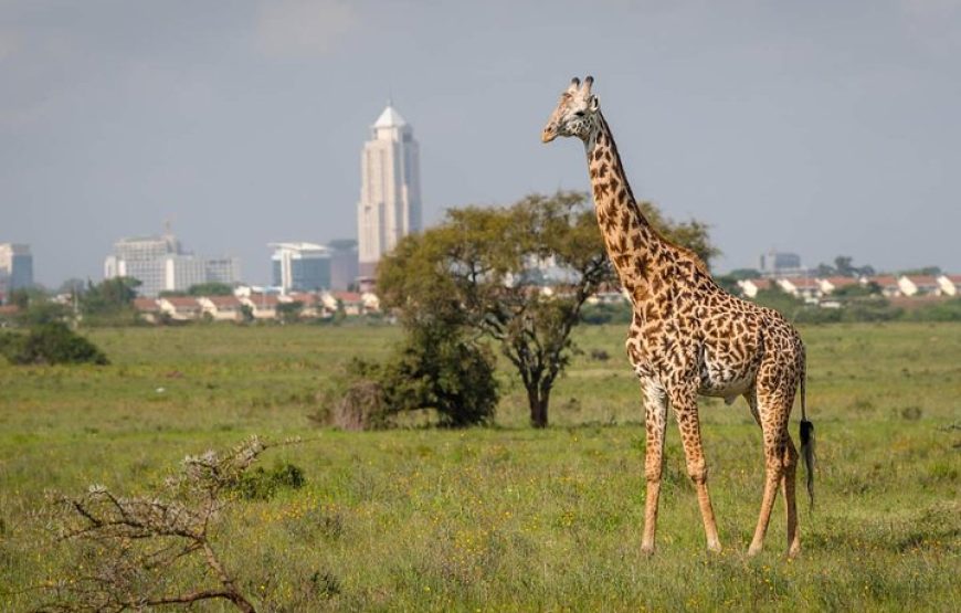 Nairobi National park Elephant orphanage , and Giraffe center Day tour from Nairobi