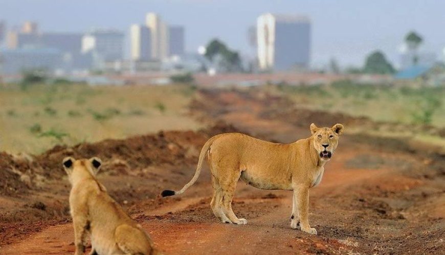 Unleash Your Safari Spirit: Experience Kenya's Majesty with Our Expert Guided Tours