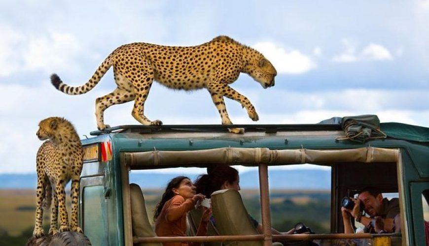 Unleash Your Safari Spirit: Experience Kenya's Majesty with Our Expert Guided Tours