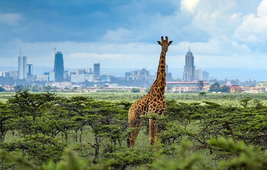 Nairobi National Park, Elephant Orphanage Giraffe Center day tour