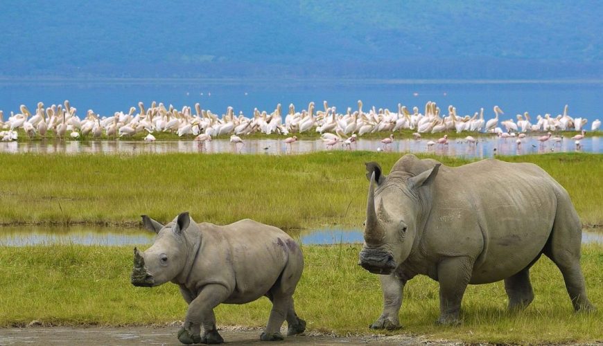 Nakuru national park