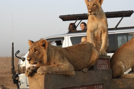 Unleash Your Safari Spirit: Experience Kenya's Majesty with Our Expert Guided Tours