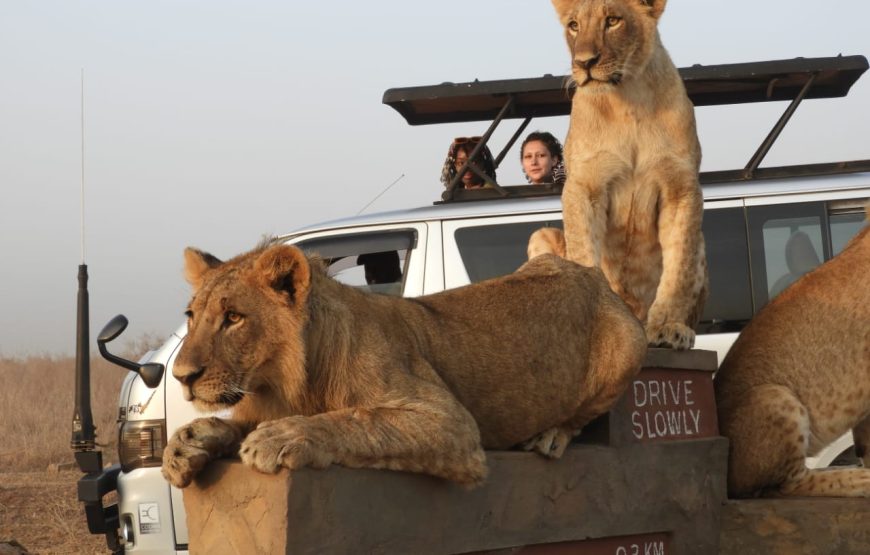 5 days masai mara lake naivasha and amboseli National parks safari