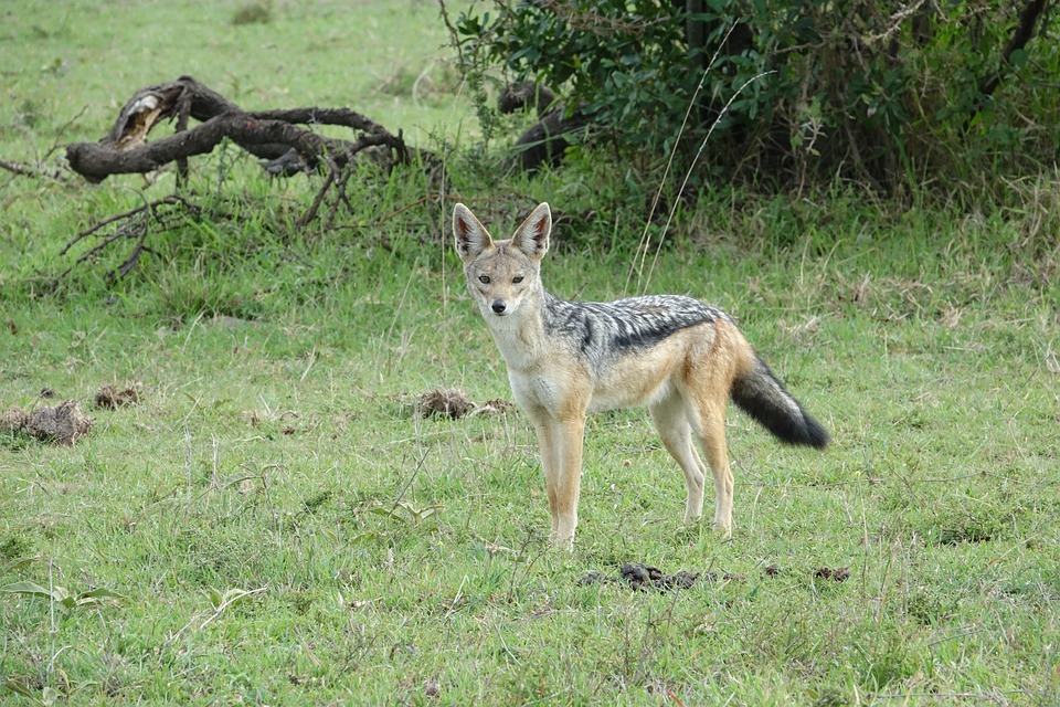 Maasai Mara National Reserve