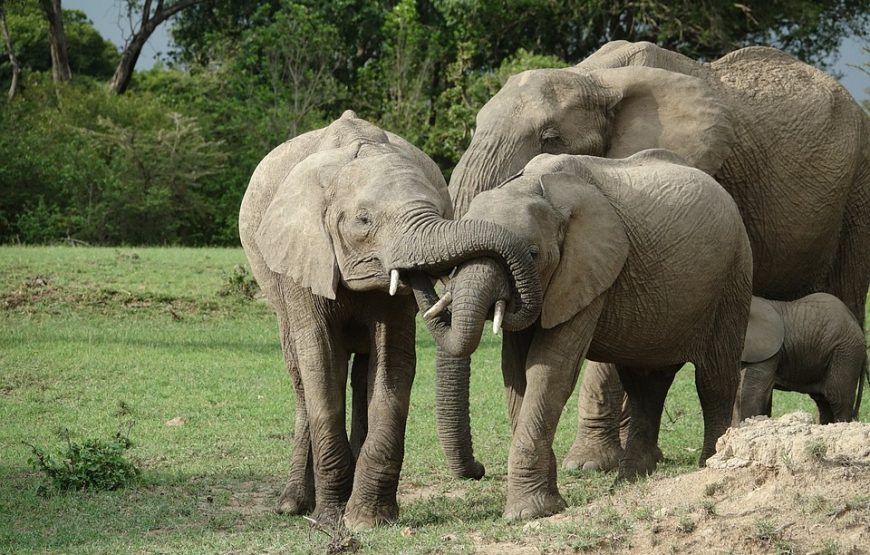 3 Days private jeep Masai Mara safari