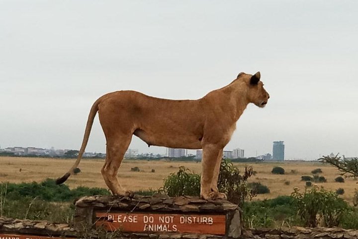 Nairobi  National Park