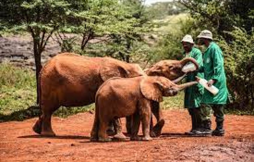 Nairobi National Park, Elephant Orphanage Giraffe Center day tour
