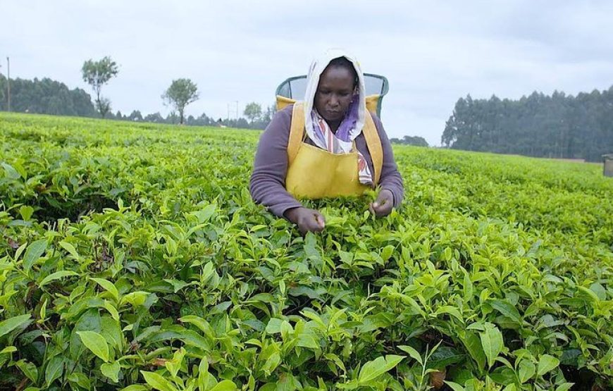 Kiambethu Tea Farm Tour From Nairobi