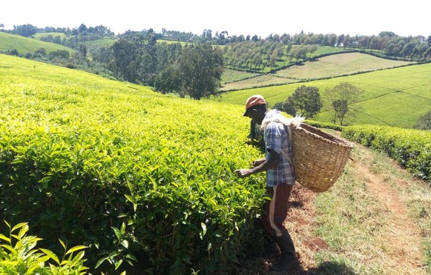 Kiambethu Tea Farm Tour From Nairobi