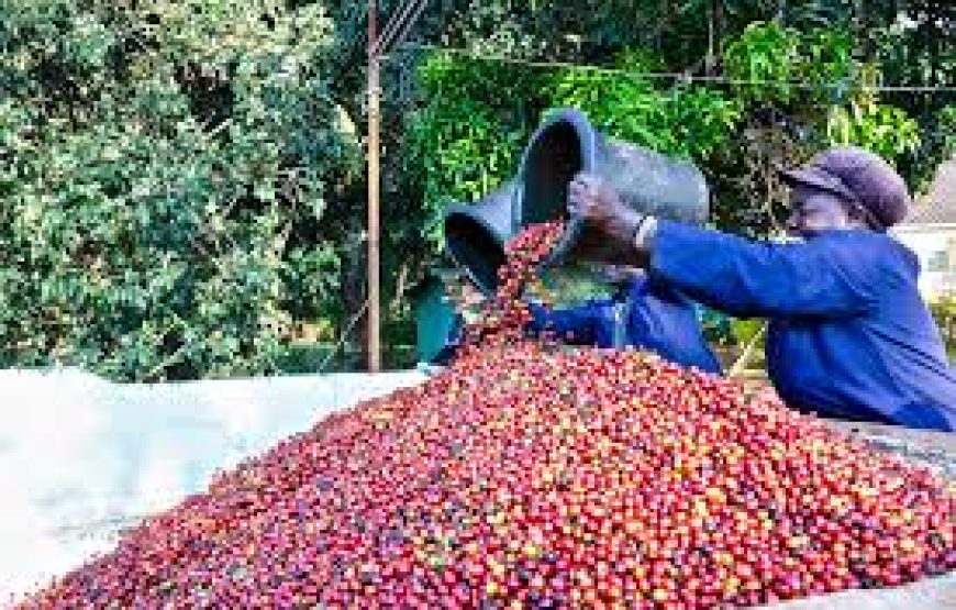 Nairobi Coffee Farm and Factory Tour