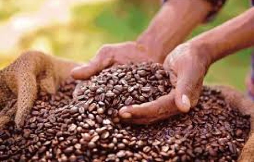 Nairobi Coffee Farm and Factory Tour