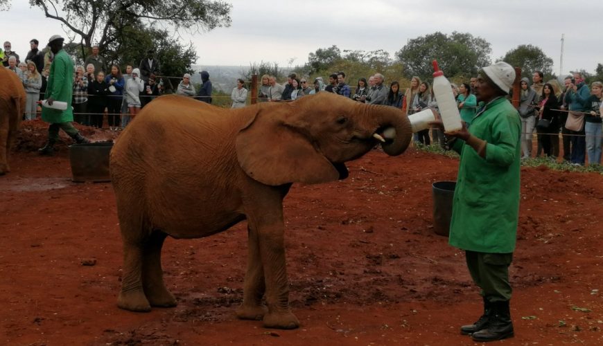 Take a tour of Sheldrick Wildlife Trust in Central Kenya, renowned for rescuing and rehabilitating orphaned baby elephants. Discover Nairobi's traditional practice of bead-making in a local factory.