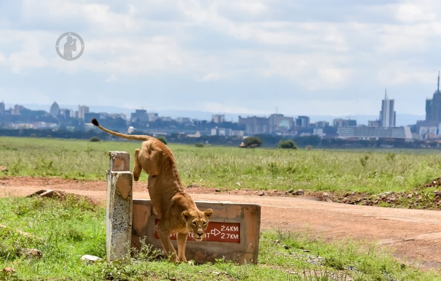 Nairobi national park game drive