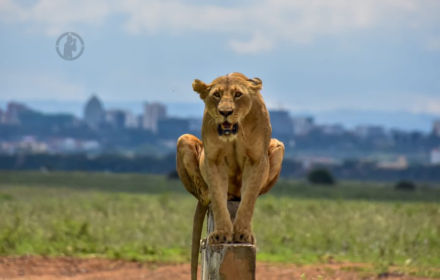 Nairobi national park game drive