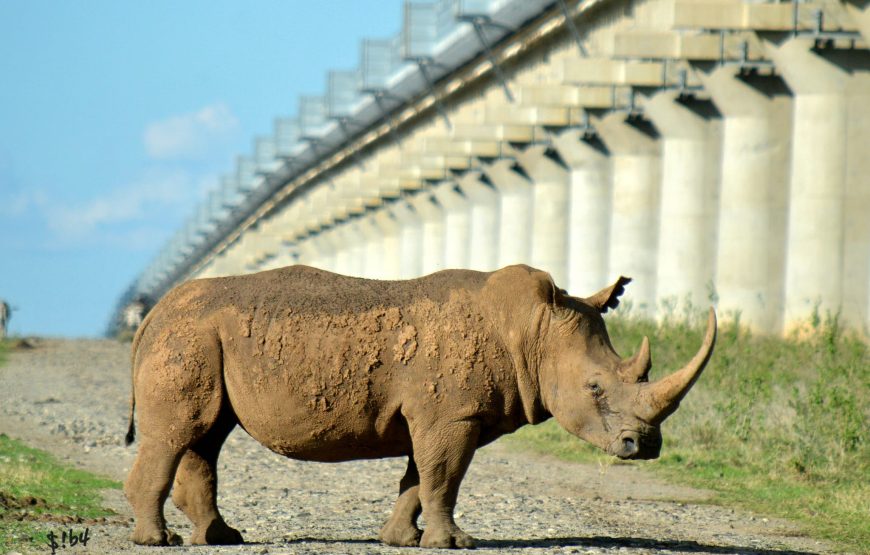 Nairobi national park game drive